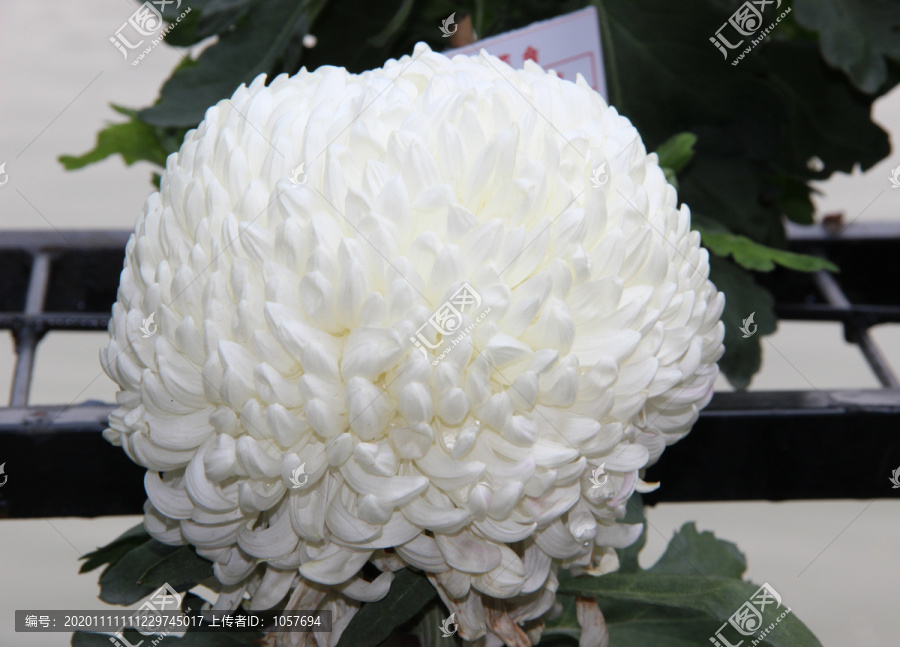 纯白色菊花