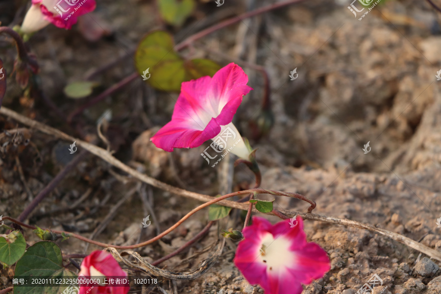 喇叭花牵牛花