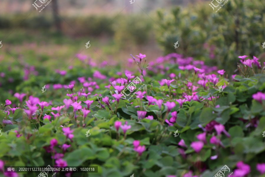 花丛花卉小花花簇