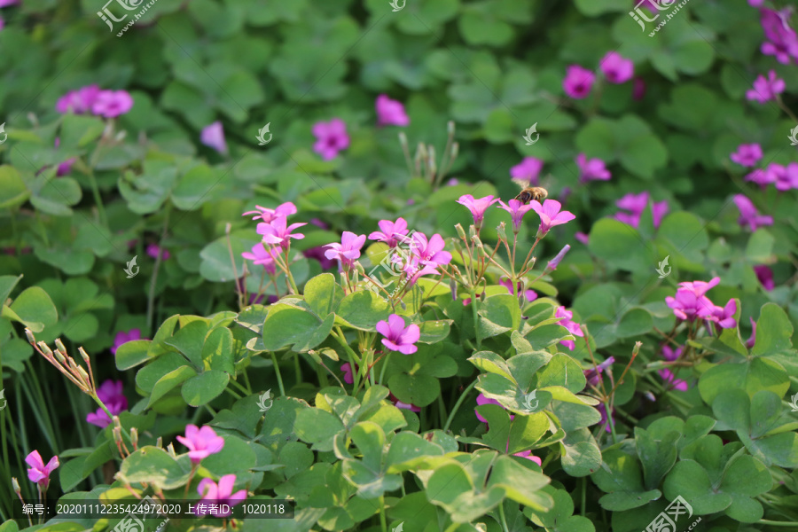 花丛花簇