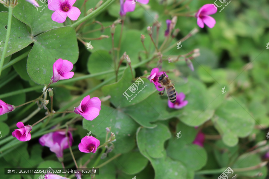 花丛花簇红花蜜蜂