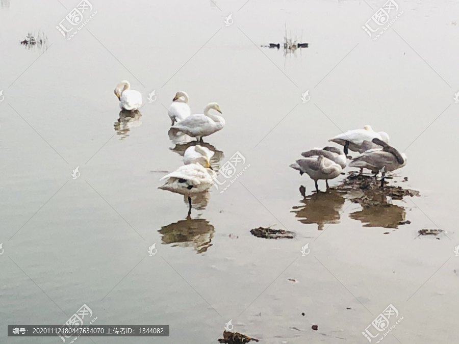 天鹅湖