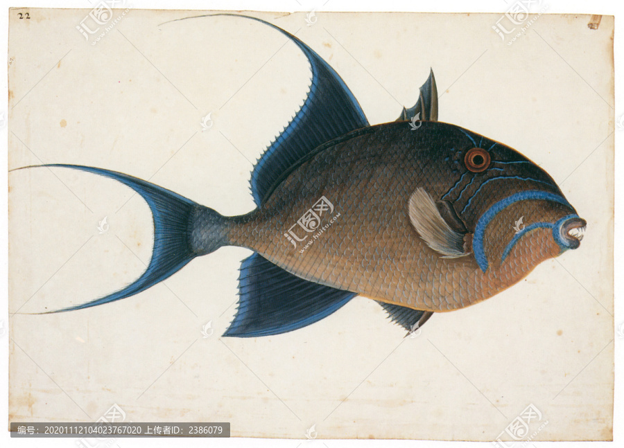 馬克.凱茨比女王引金魚