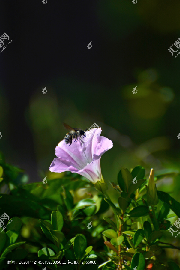 幽花蜂影