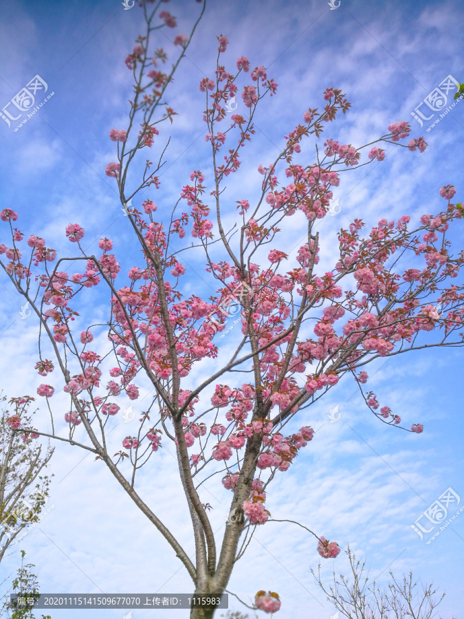 蓝天下的樱花