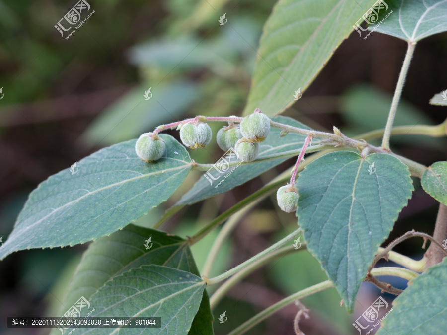 大戟科植物假奓包叶