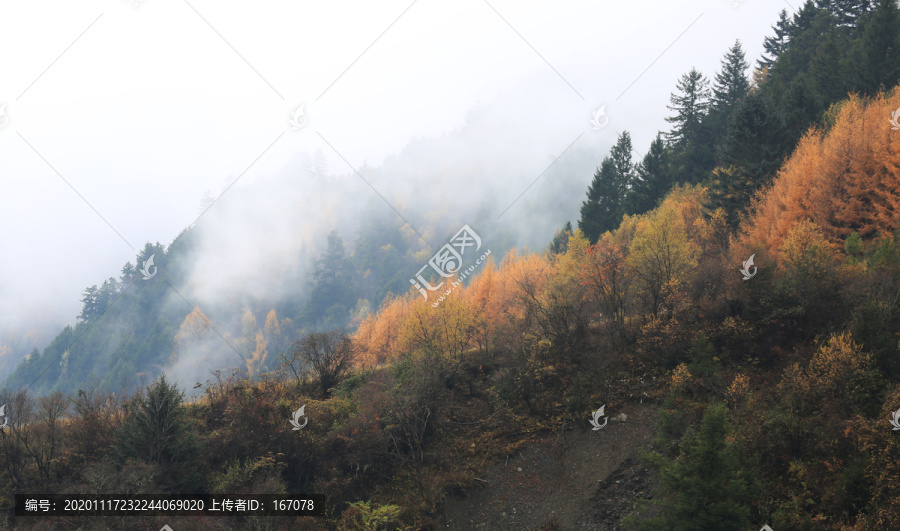 原始森林