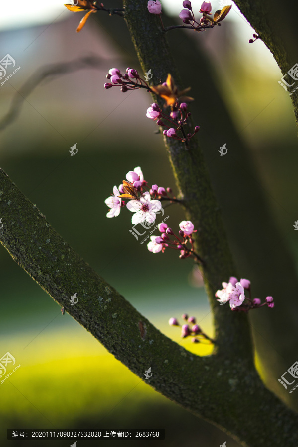 树干上的樱花