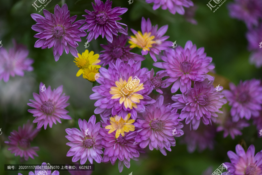 红色菊花