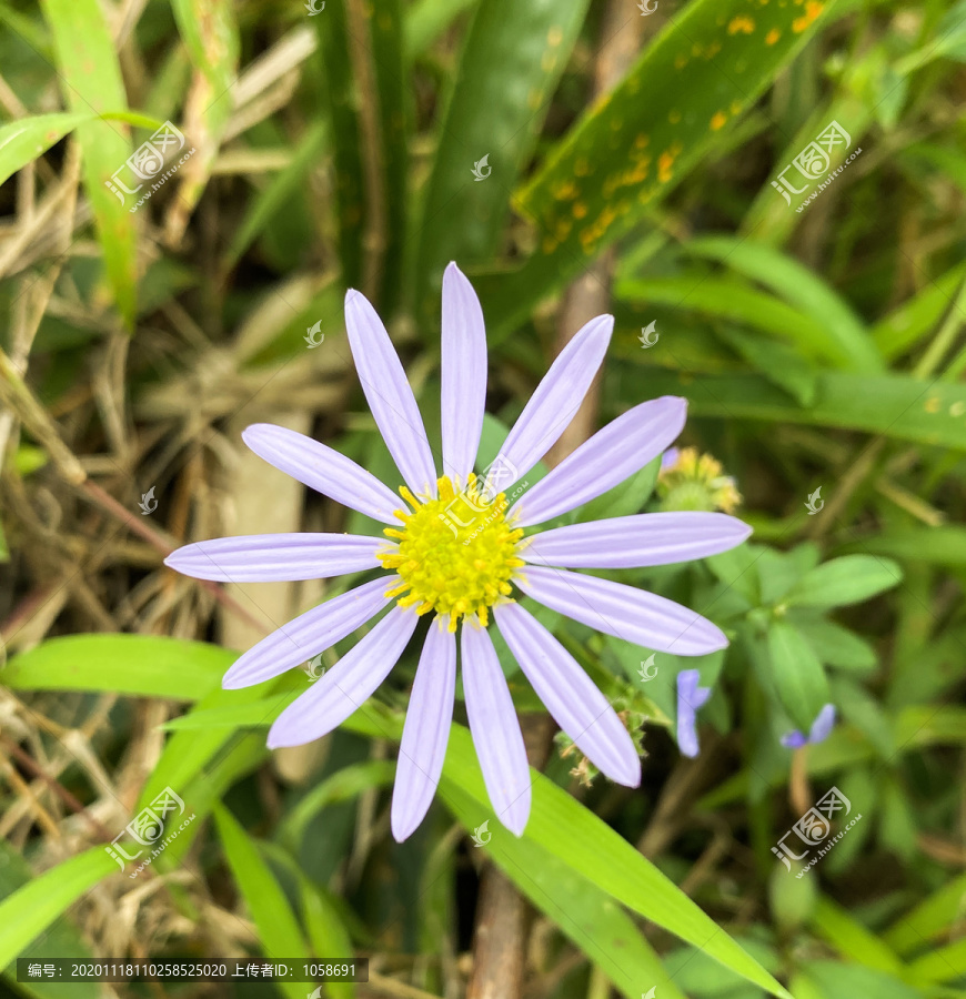 紫色小雏菊