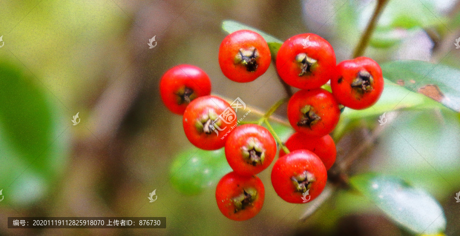 红色小野果