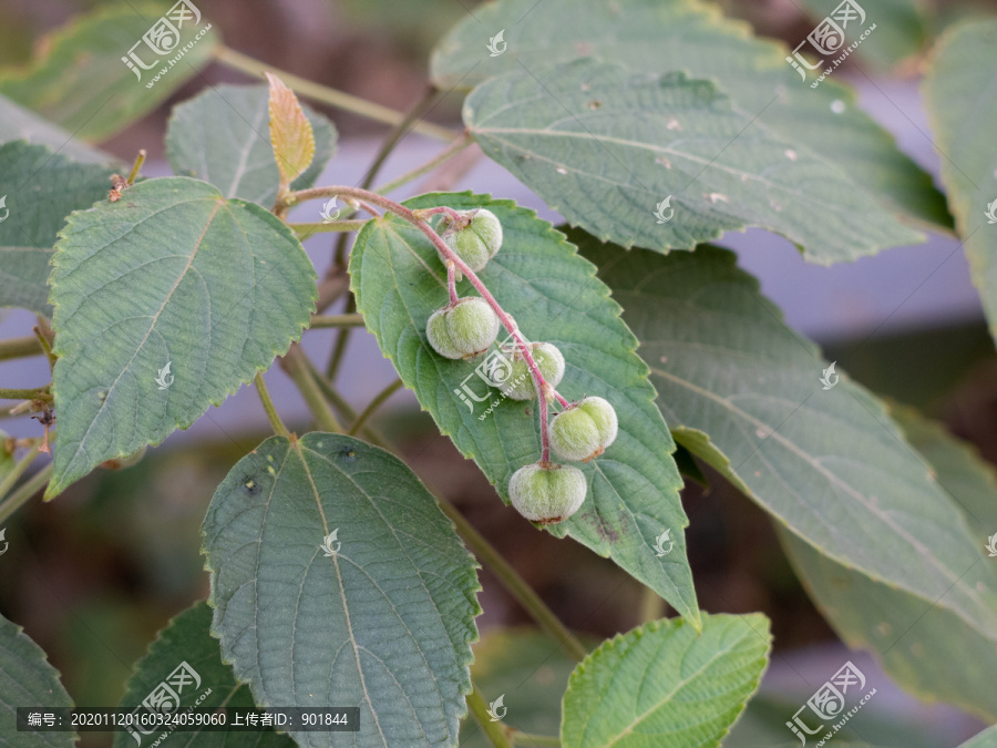 大戟科植物假奓包叶