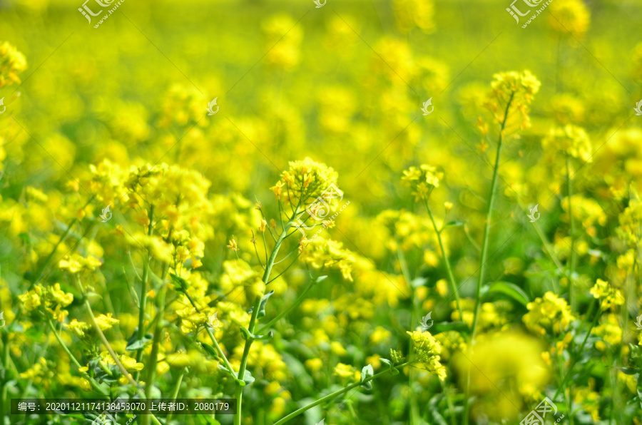 黄色背景油菜花田