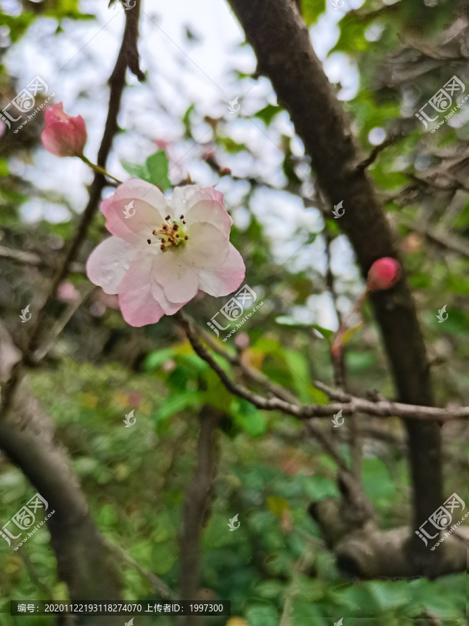 垂丝海棠花