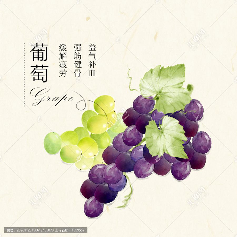 葡萄手繪插畫