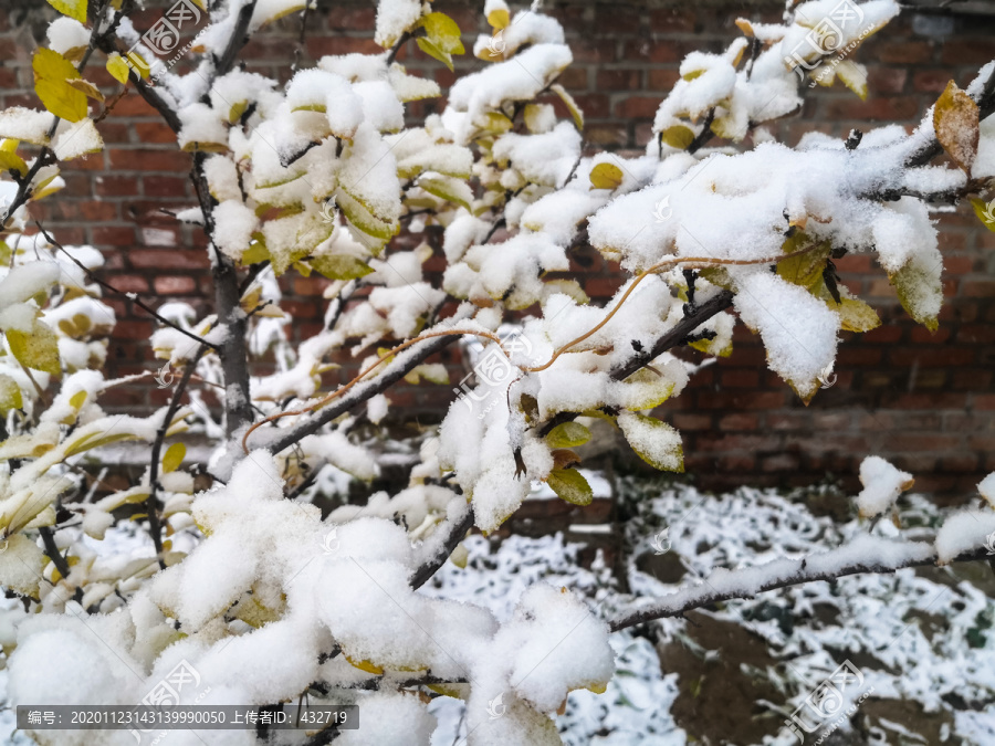 下雪积雪树叶