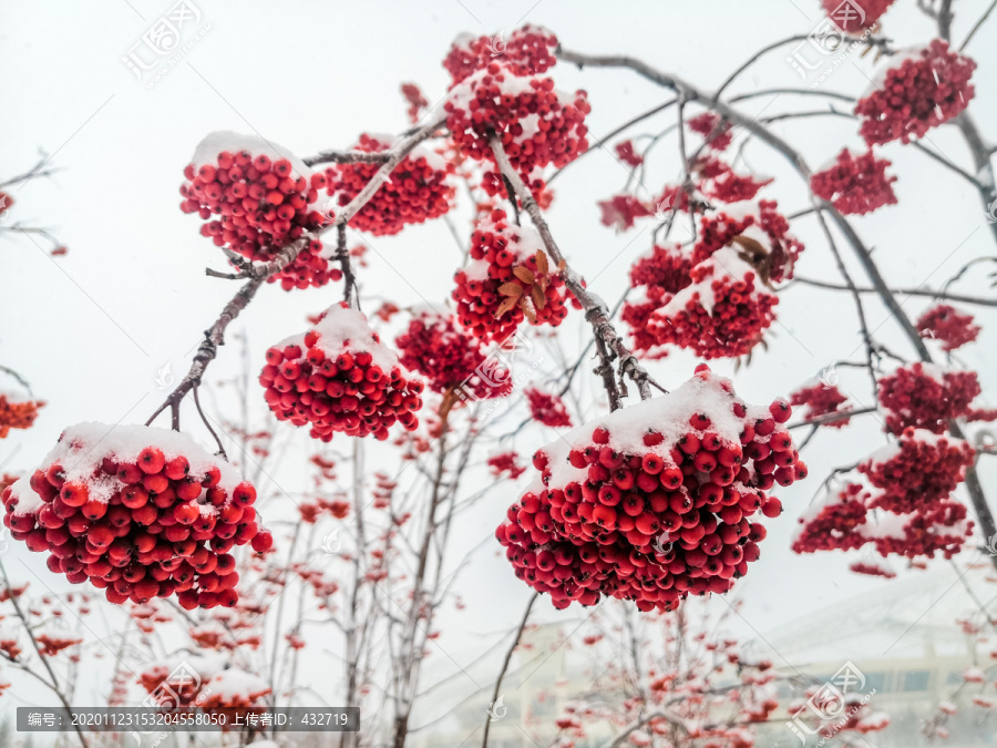 雪中花楸果实