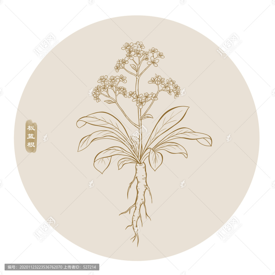 板藍(lán)根