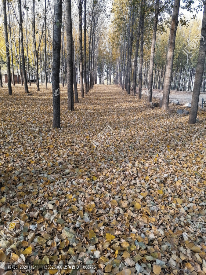 深秋的树林落叶