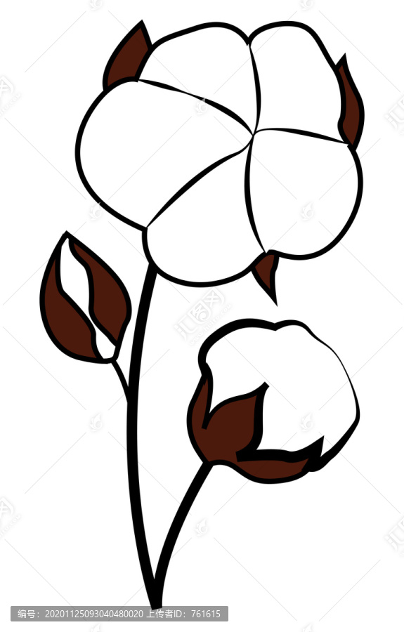 棉花插畫