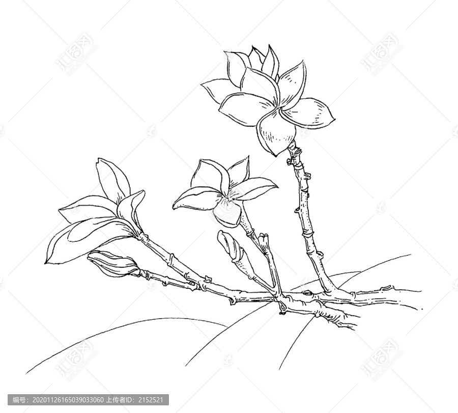 雞蛋花