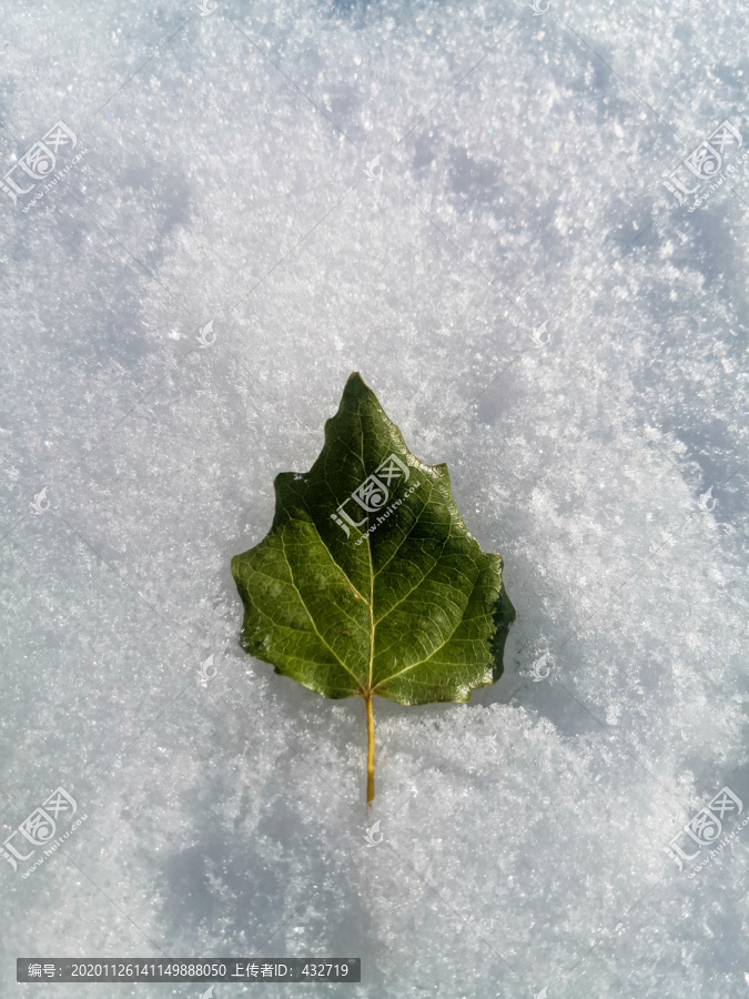 一片树叶在雪地上