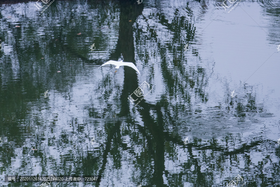 西溪湿地秋色