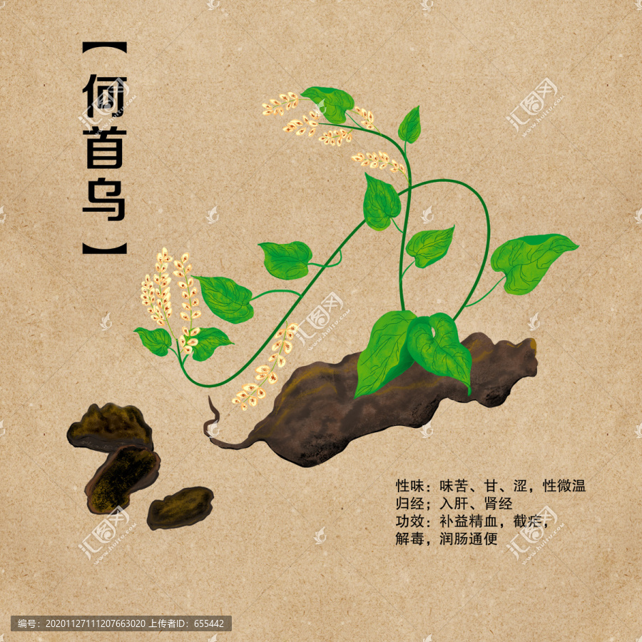 手繪中藥草藥潤黑發(fā)何首烏