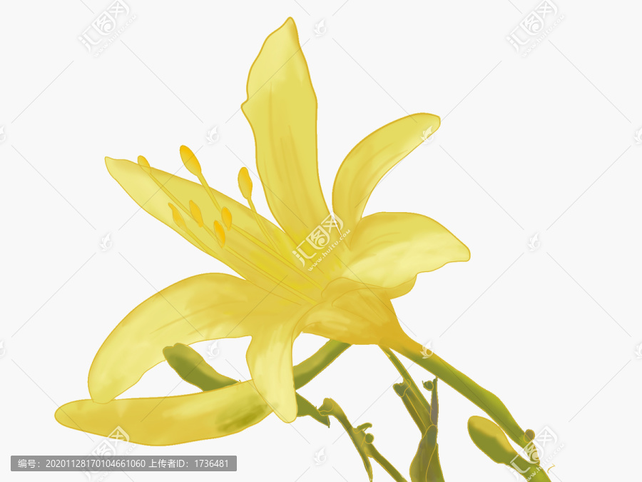 黃花菜
