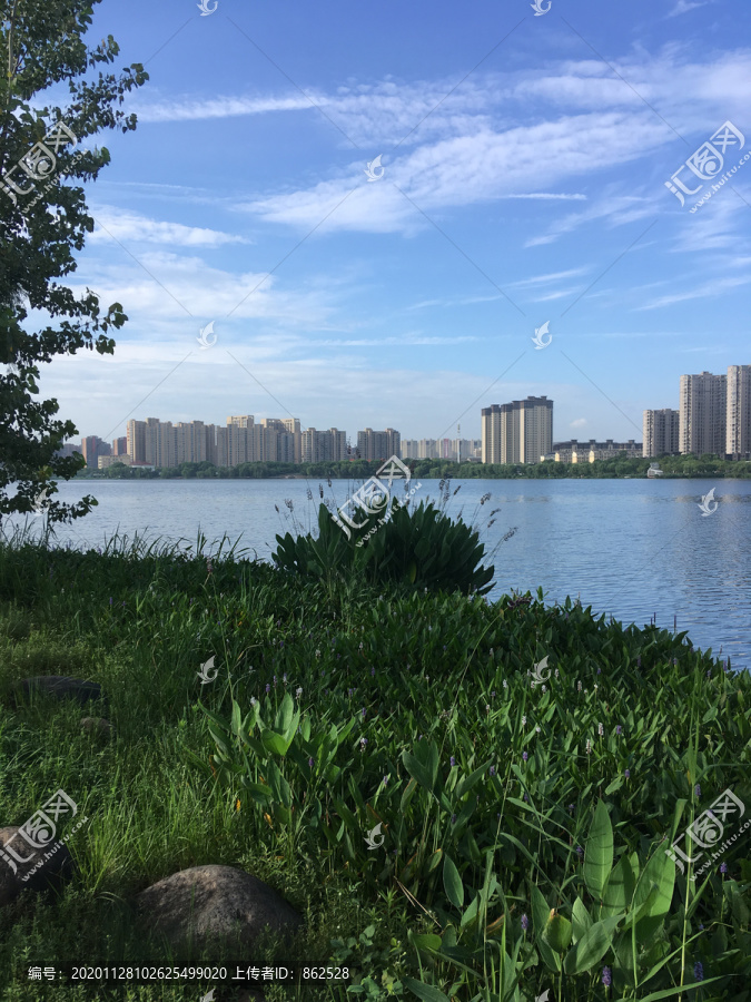 夏天的湖边植物景观