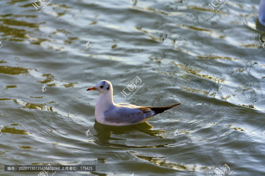 云南昆明滇池湖水海鸥