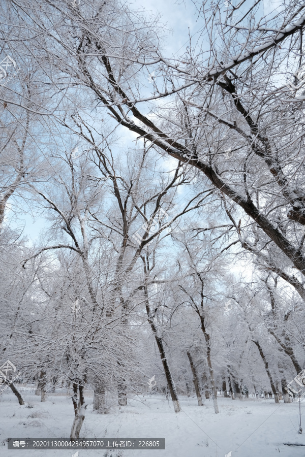 雪淞