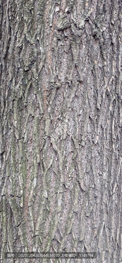 树木纹理