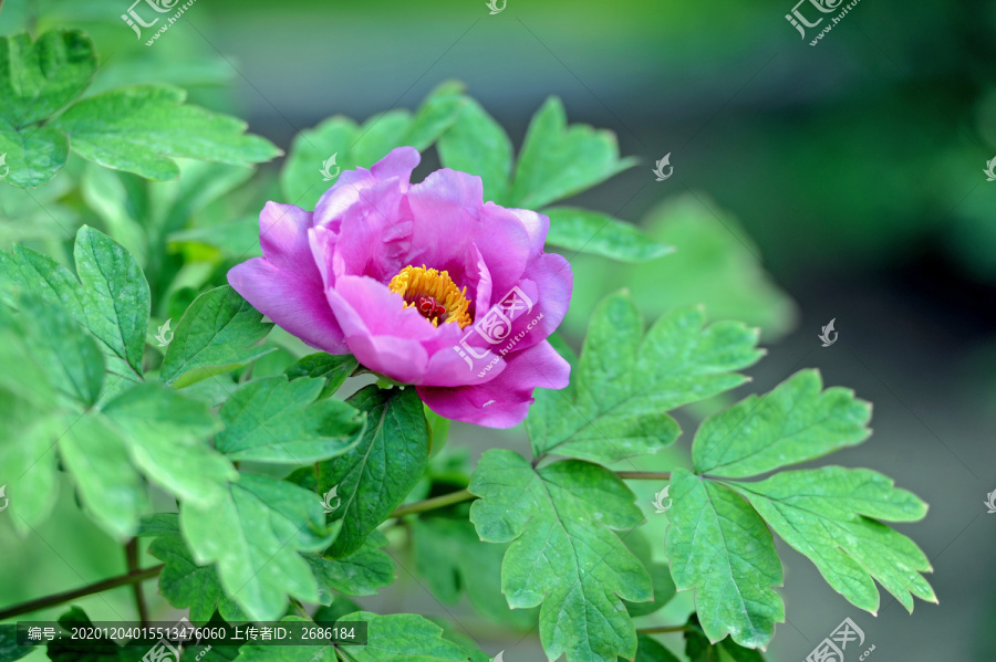 牡丹花