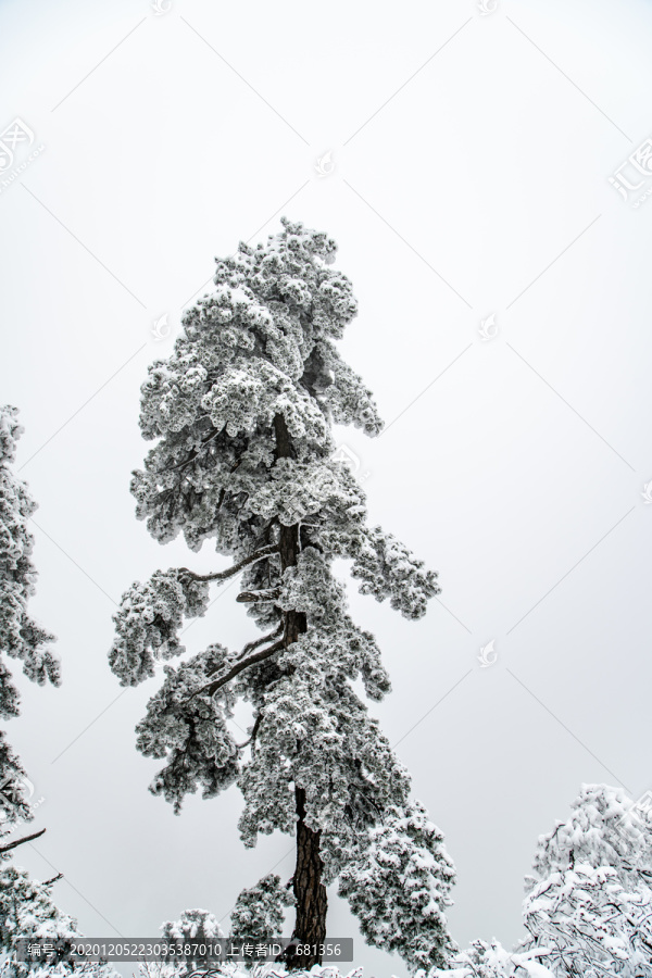 大雪下的松树