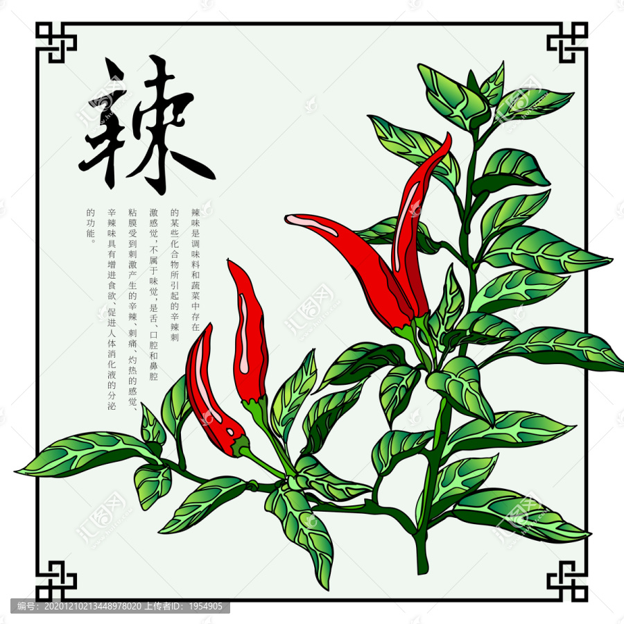 辣椒食材插畫高端