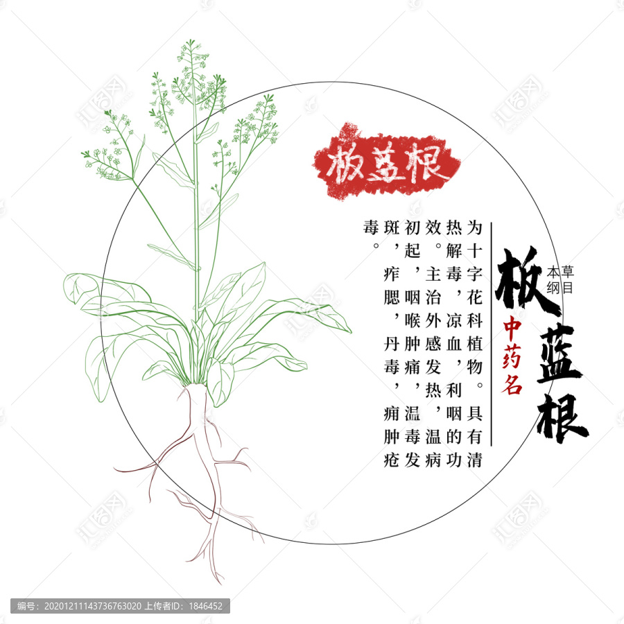 板藍根