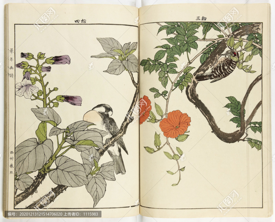 今尾景年凌霄花桐花白頭鳥
