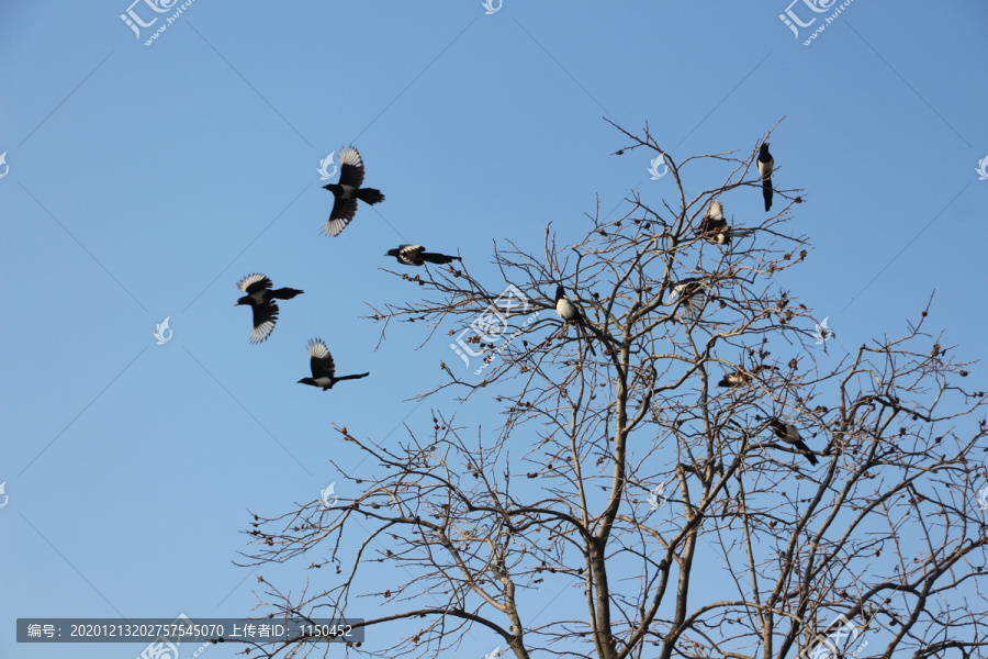 喜鵲滿枝頭-匯圖網(wǎng) fosd68.com 喜鵲滿枝頭