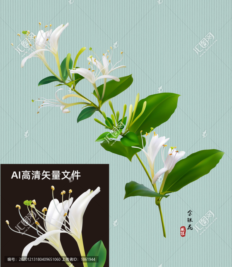 矢量金銀花