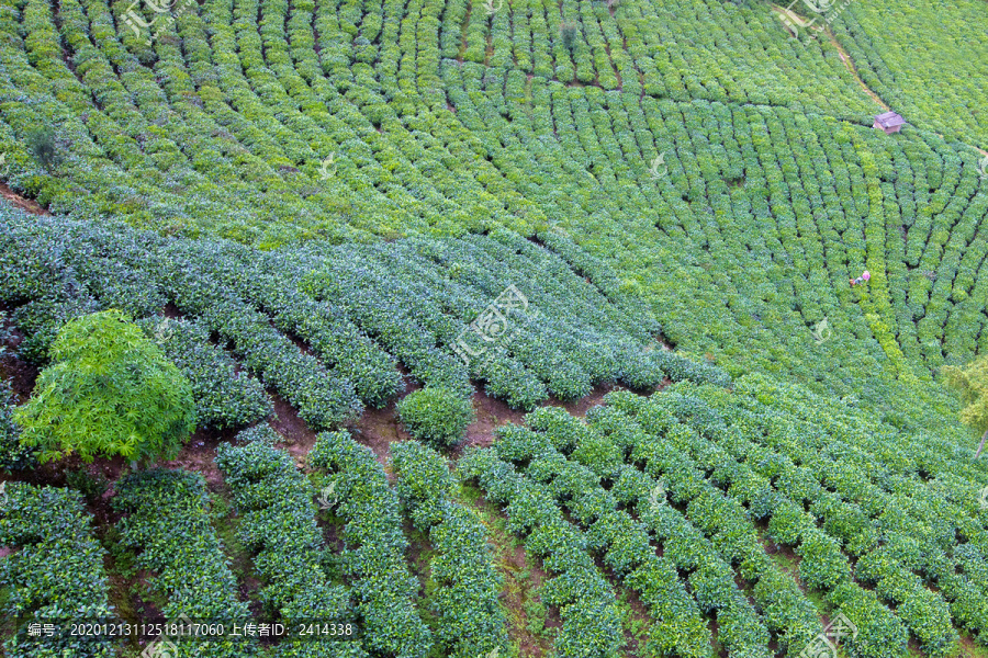 茶山茶场