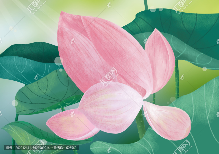 荷花