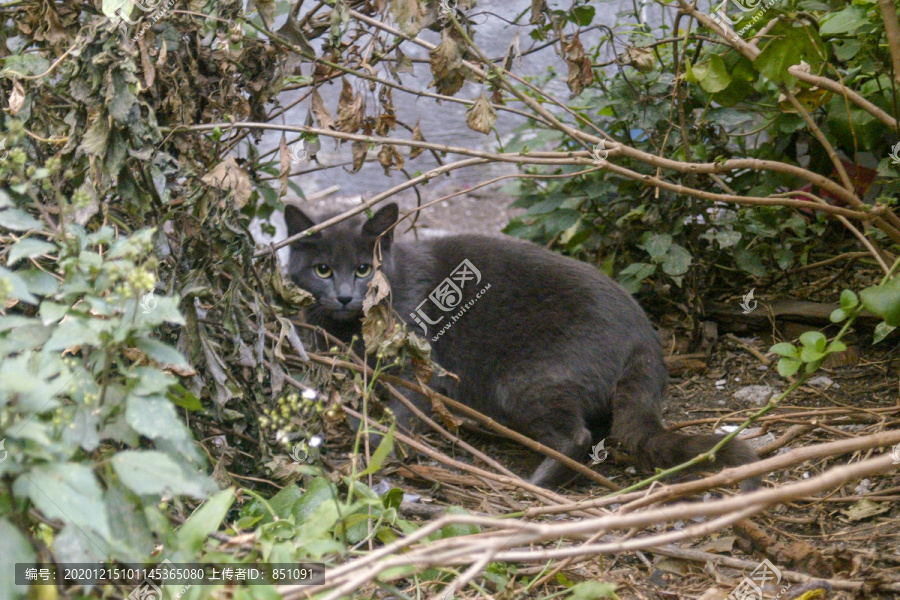 小野猫