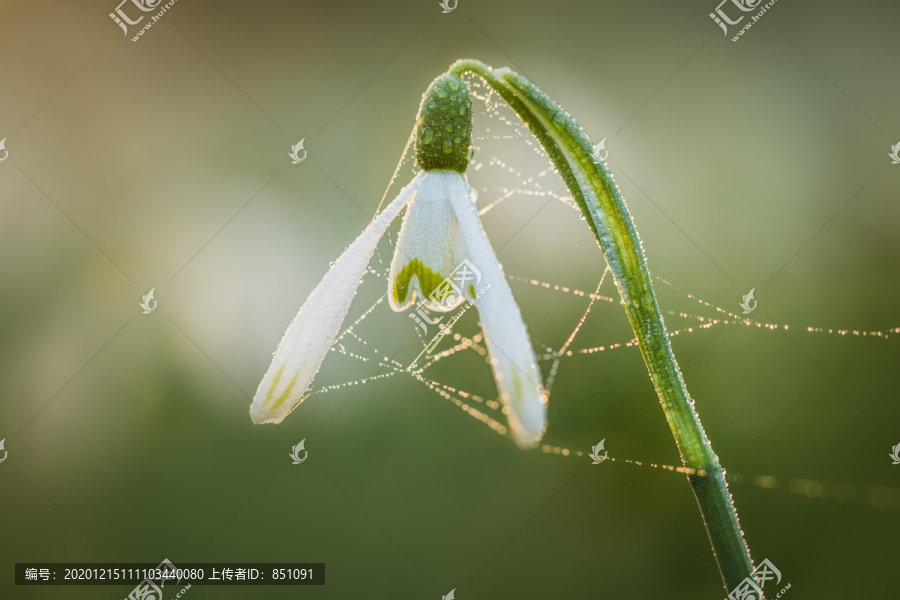 花卉上的蛛网