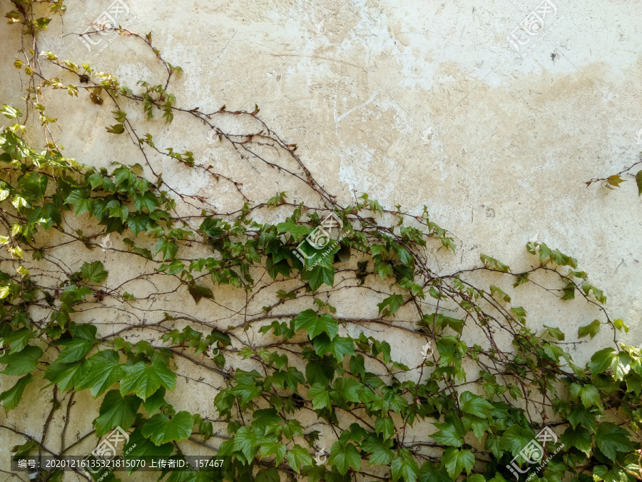 爬墙植物常春藤