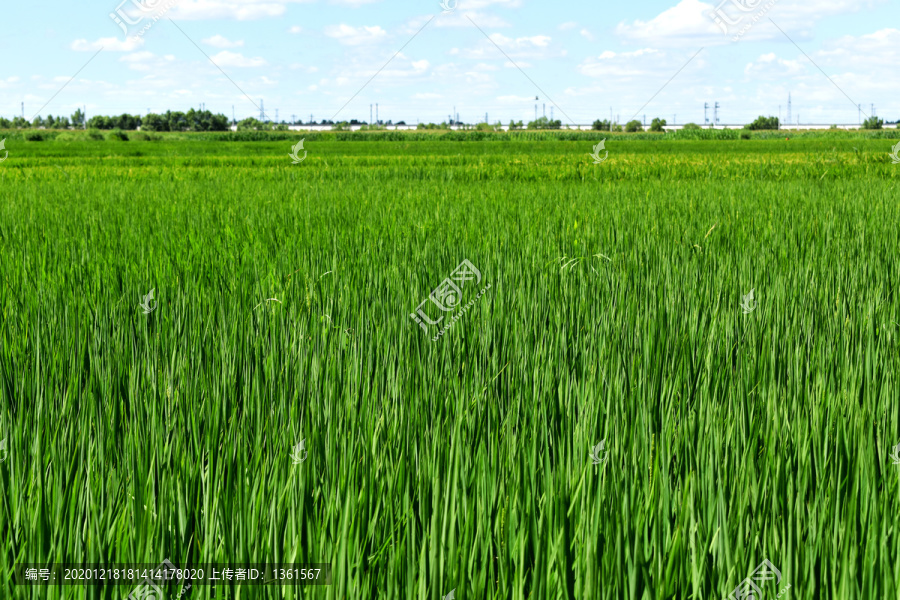 水稻全景