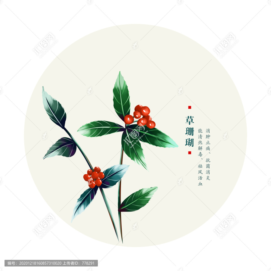 草珊瑚