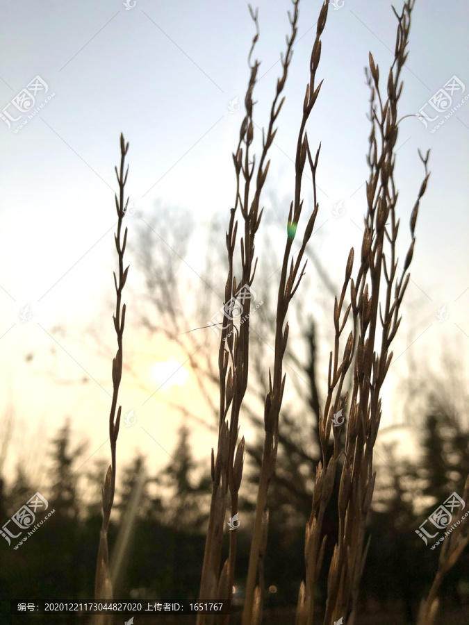 夕阳下的野草