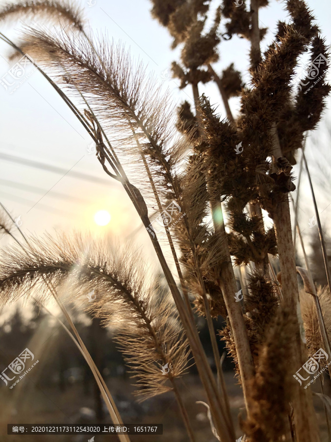 黄昏的狗尾巴草