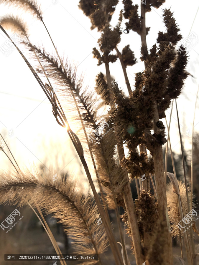 黄昏枯草狗尾巴花